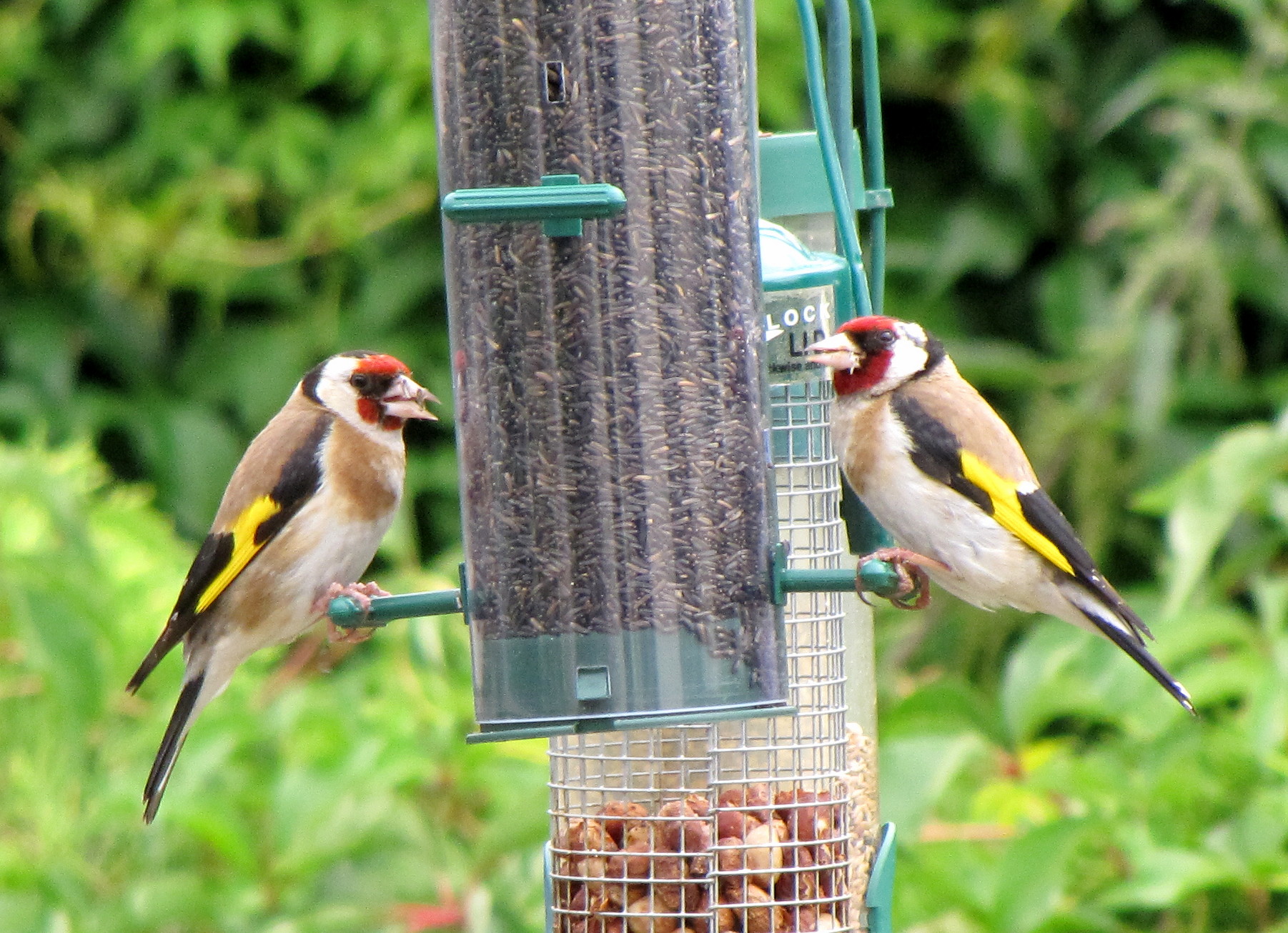 image Carduelis_carduelis_United_Kingdom_two_at_garden_bird_feeder8.jpg (0.7MB)
